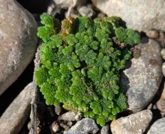 water fern thumbnail 3