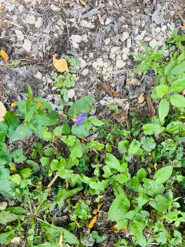 gentian sage