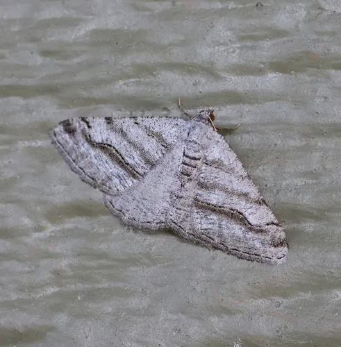 Digrammia excurvata