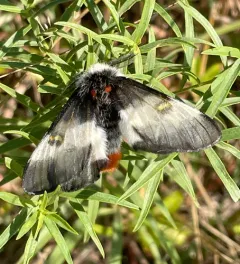 New England Buckmoth thumbnail 4