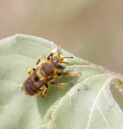 Megachile fortis thumbnail 2