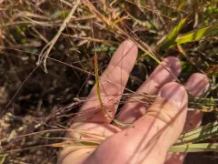 Fall Witchgrass thumbnail 2