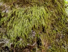 Capillary Wing-moss thumbnail 2