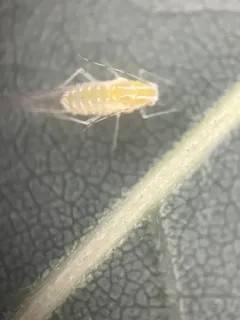 Black Locust Aphid thumbnail 2