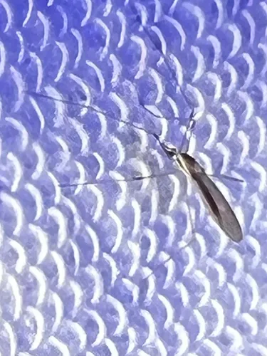 Gonomyia alexanderi