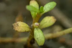 Shortseed Waterwort thumbnail 1