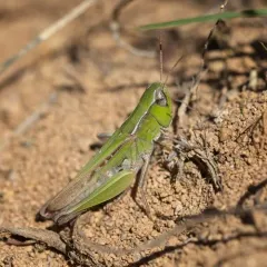 Pasture Locust thumbnail 2