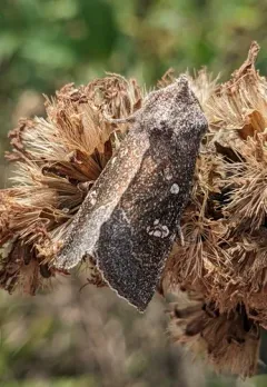 Blazing Star Borer Moth thumbnail 3
