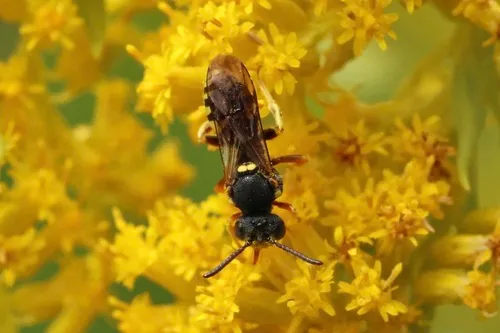 Placid Nomad Bee