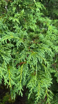 Hinoki cypress thumbnail 1