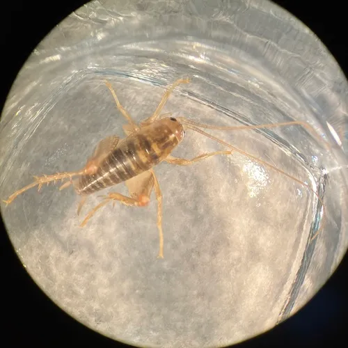 plains camel cricket