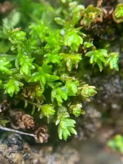 Hercynian Hair Moss thumbnail 2