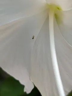 Ghost Ant thumbnail 2
