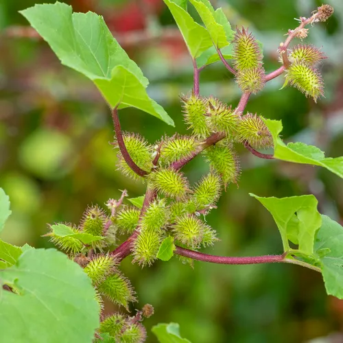 common cocklebur