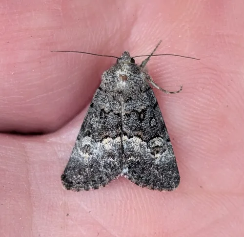 Sympistis parvanigra