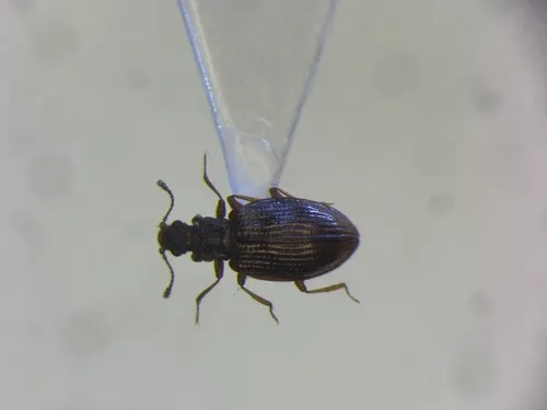 Stephostethus liratus