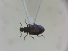 Stephostethus liratus thumbnail 1