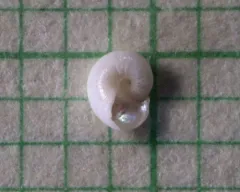 Pearly Topshell thumbnail 2