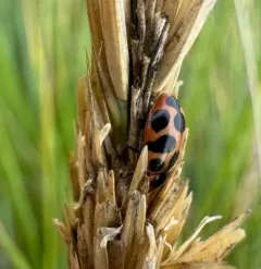 Seaside Lady Beetle thumbnail 3