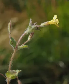 purple-stemmed monkeyflower thumbnail 2