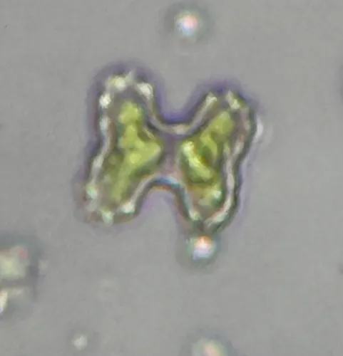 Cosmarium regnesi