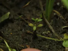 Shortseed Waterwort thumbnail 2