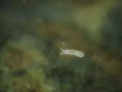 Thalassaphorura debilis thumbnail 2