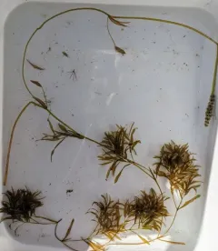 grass-leaved pondweed thumbnail 4