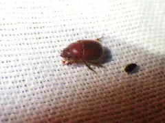 Xenochodaeus simplex thumbnail 2