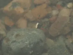 Thalassaphorura debilis thumbnail 3
