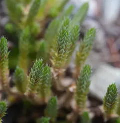 Rocky Mountain Spikemoss thumbnail 2