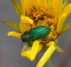 Anthaxia prasina thumbnail 3