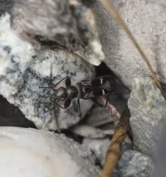 Slaterobius insignis thumbnail 3