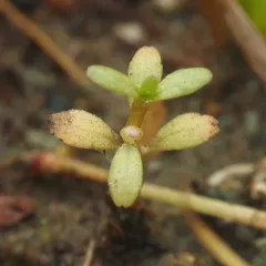 Shortseed Waterwort thumbnail 4