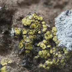 Soil Paint Lichen thumbnail 1