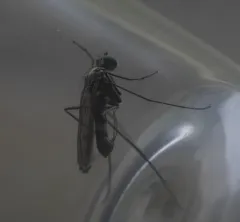Liancalus limbatus thumbnail 2