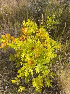 Gambel Oak thumbnail 2