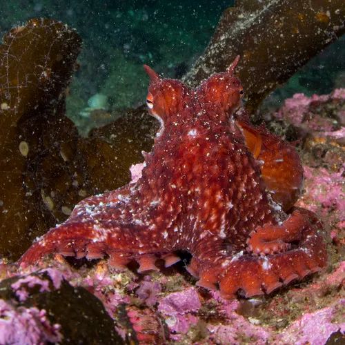 Giant Pacific Octopus