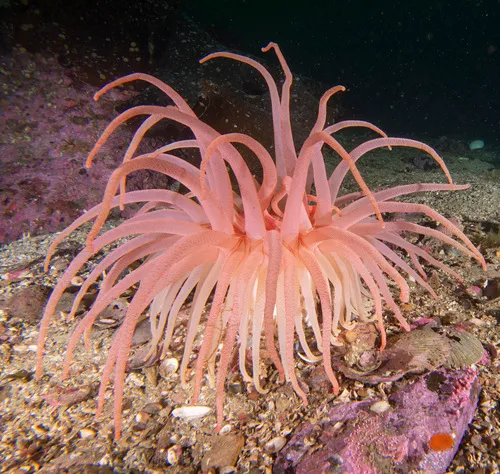 Cribrinopsis fernaldi