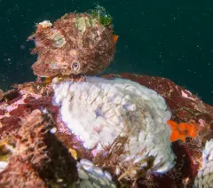 Oregon Hairy Triton Snail thumbnail 2