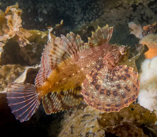 Crested Sculpin