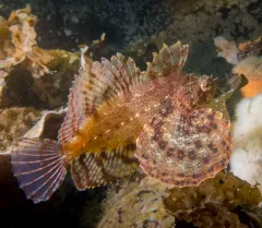 Crested Sculpin thumbnail 1