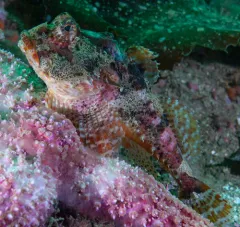 Leister Sculpin thumbnail 1