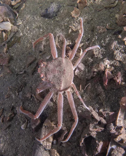 Tanner crab