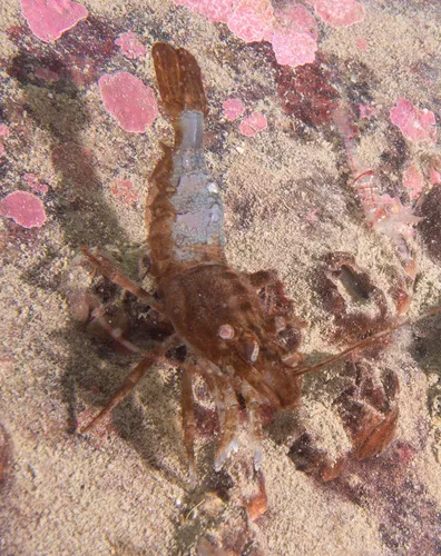 Spiny Lebbeid