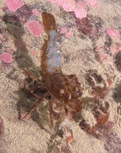 Spiny Lebbeid thumbnail 1