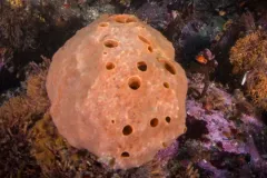 Suberites concinnus thumbnail 1