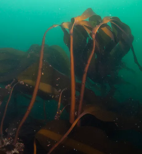 Southern stiff-stiped kelp