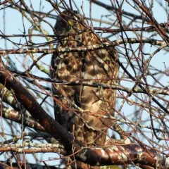 American Goshawk thumbnail 2
