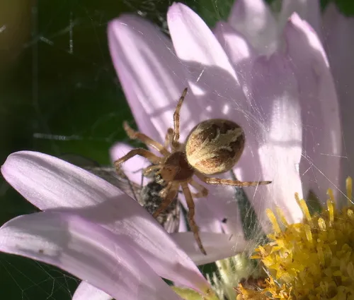 Northern Orbweaver
